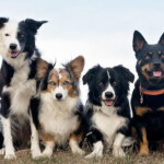 All About Mutts Prudent Pet Insurance