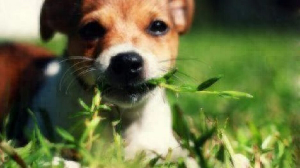 Can Dogs Eat Grass Healthy Paws Pet Insurance