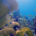 Cayman Eco Beyond Cayman Climate Change Will Transform Cooling