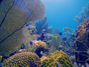 Cayman Eco Beyond Cayman Climate Change Will Transform Cooling 