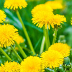 Dandelion Health Benefits Research And Side Effects