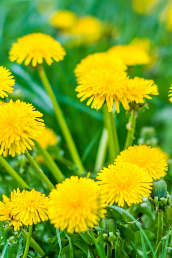 Dandelion Health Benefits Research And Side Effects