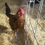 Dautobi Acres Redcap Chickens Now Accepting Reservations For Spring