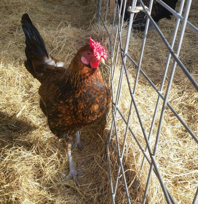 Dautobi Acres Redcap Chickens Now Accepting Reservations For Spring 