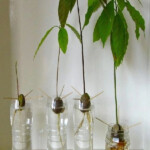 Growing Avocados In Containers And Indoor Avocado Plant Care Avocado