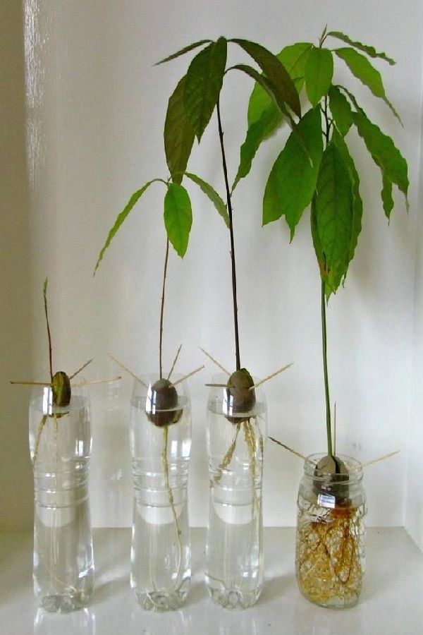 Growing Avocados In Containers And Indoor Avocado Plant Care Avocado 