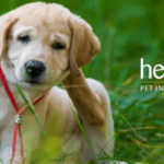 Healthy Paws Dog Insurance 2021 Advisor Dog