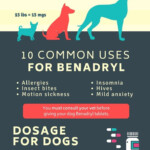 Is Benadryl Safe For Dogs Prudent Pet Insurance In 2021 Benadryl