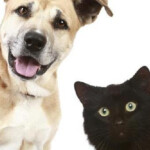 Marks And Spencer Pet Insurance Claim Form Skillarkdesign
