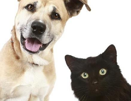 Marks And Spencer Pet Insurance Claim Form Skillarkdesign
