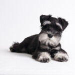 Miniature Schnauzer Big Personality Healthy Paws Pet Insurance