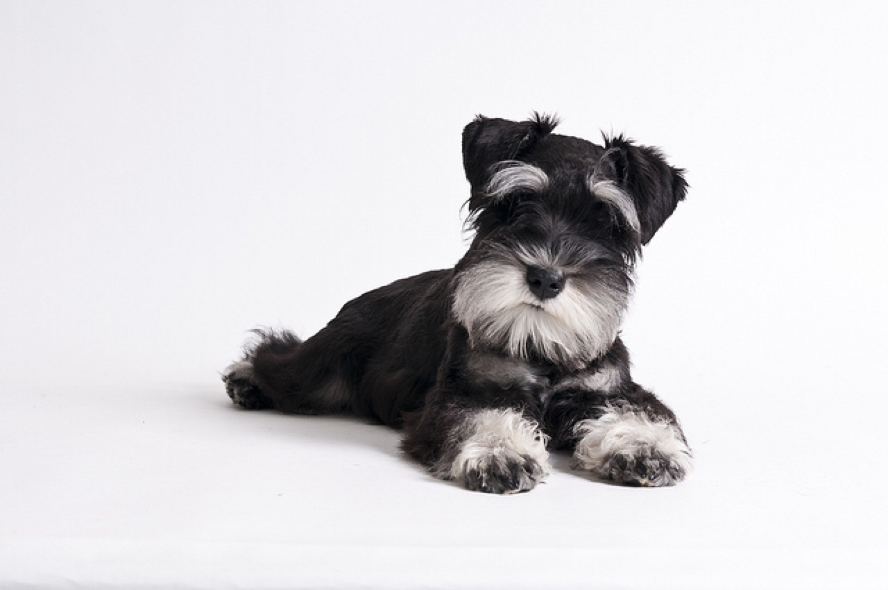 Miniature Schnauzer Big Personality Healthy Paws Pet Insurance