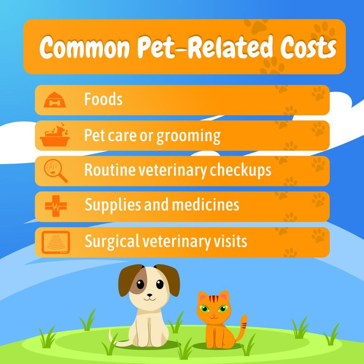 TheInsuredPet 1 Pet Insurance Review Site Top 8 Best Affordable Plans