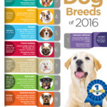 Top 10 Dog Breeds Infographic Pet Health Insurance Tips