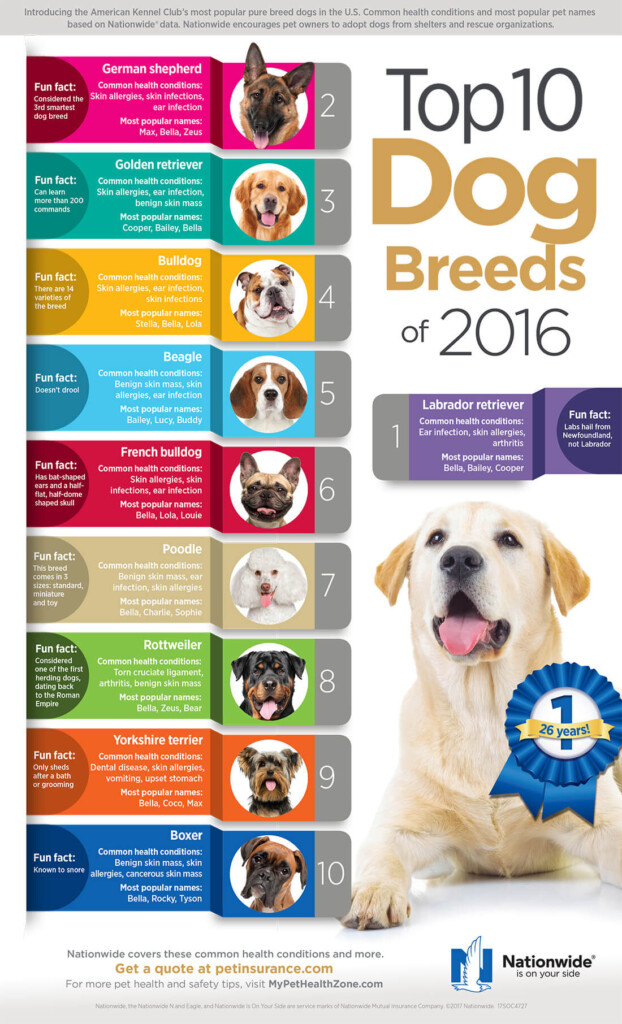 Top 10 Dog Breeds Infographic Pet Health Insurance Tips