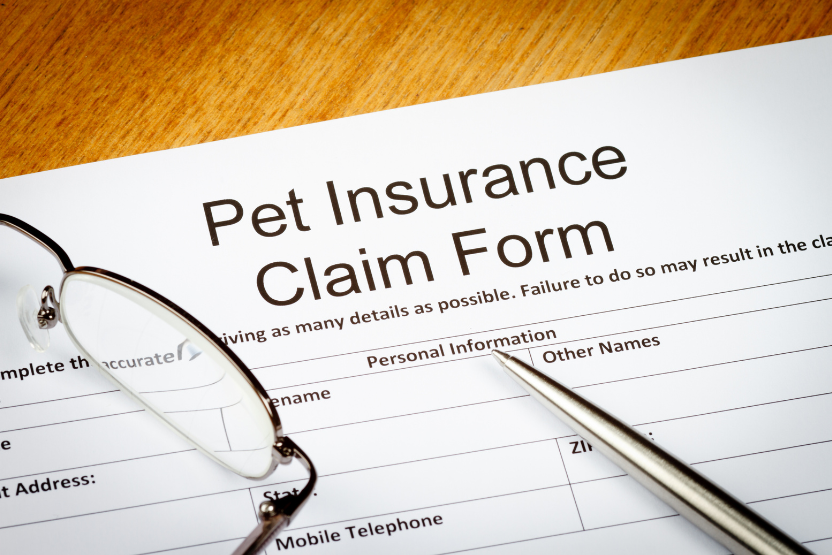 Pumpkin Pet Insurance Review 2022 Coverage Cost More